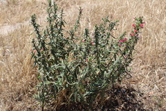 Echium rosulatum
