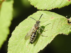Colpa quinquecincta