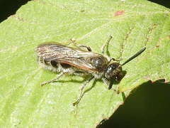 Colpa quinquecincta