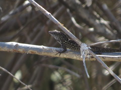 Anolis sagrei sagrei