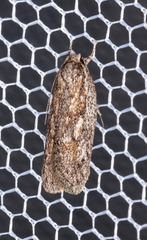 Acantholena siccella