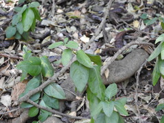 Vinca difformis