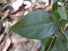 Vinca difformis