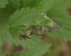 Agromyza pseudoreptans