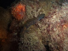 Callogobius mucosus