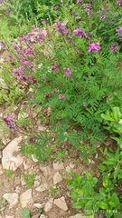 Hedysarum dasycarpum