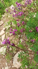 Hedysarum dasycarpum