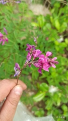 Hedysarum dasycarpum