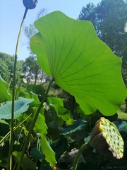 Nelumbo
