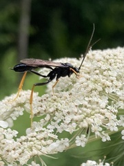 Exetastes suaveolens