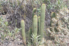 Trichocereeae