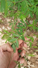 Hedysarum dasycarpum