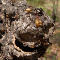 Crematogaster flaviventris