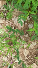 Hedysarum dasycarpum