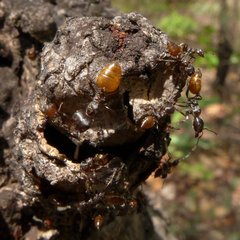 Crematogaster flaviventris