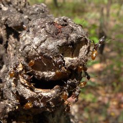 Crematogaster flaviventris