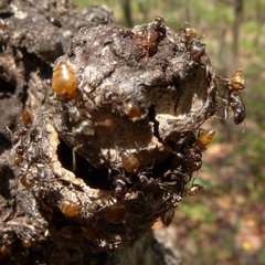 Crematogaster flaviventris