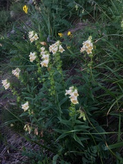 Digitalis ciliata