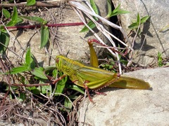 Chondracris