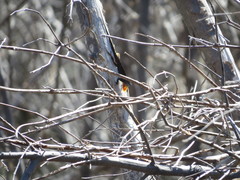 Anolis sagrei sagrei