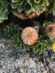 Haplopappus foliosus