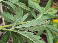 Potentilla adscharica