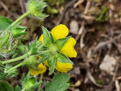 Potentilla adscharica