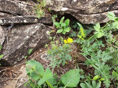 Potentilla adscharica