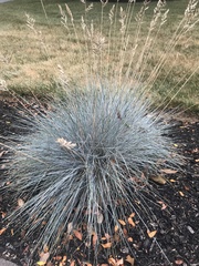 Festuca glauca
