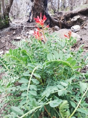Astragalus sanguineus
