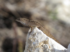 Anolis sagrei sagrei