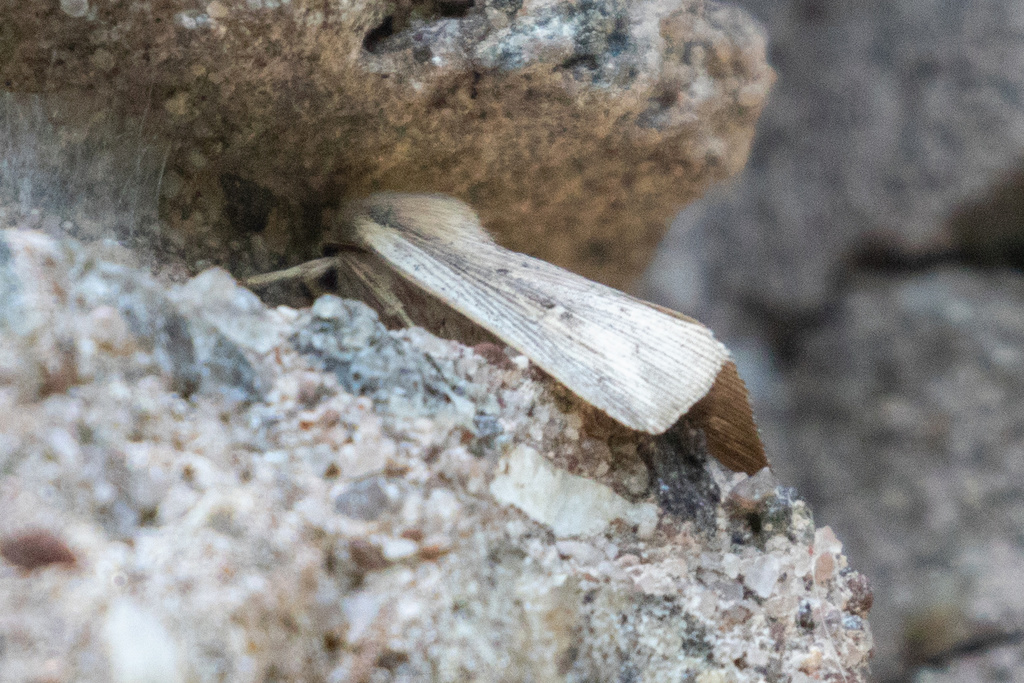 Linen Wainscot Moth