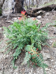 Astragalus sanguineus