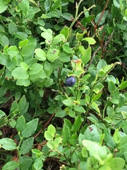 Vaccinium myrtillus