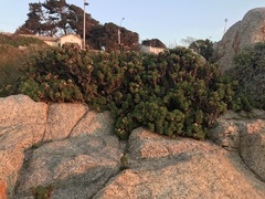 Haplopappus foliosus