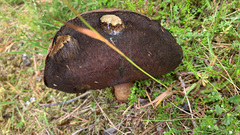 Tylopilus formosus