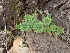 Sempervivum pumilum