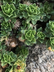 Haplopappus foliosus