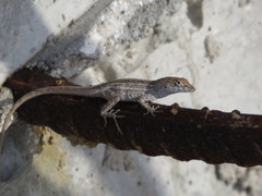 Anolis sagrei sagrei