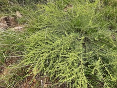 Salsola daghestanica