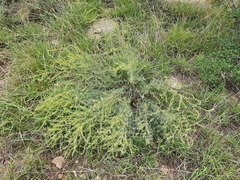 Salsola daghestanica
