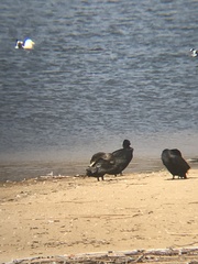 Nannopterum brasilianum brasilianum