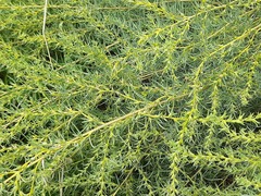 Salsola daghestanica