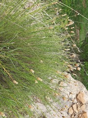 Psephellus ruprechtii