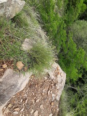 Psephellus ruprechtii