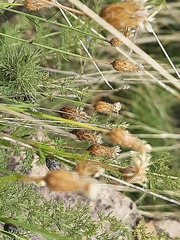 Psephellus ruprechtii