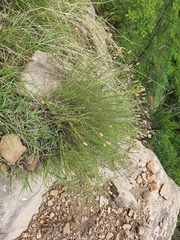 Psephellus ruprechtii