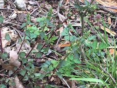 Urtica chamaedryoides