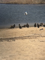 Nannopterum brasilianum brasilianum