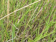 Psephellus ruprechtii